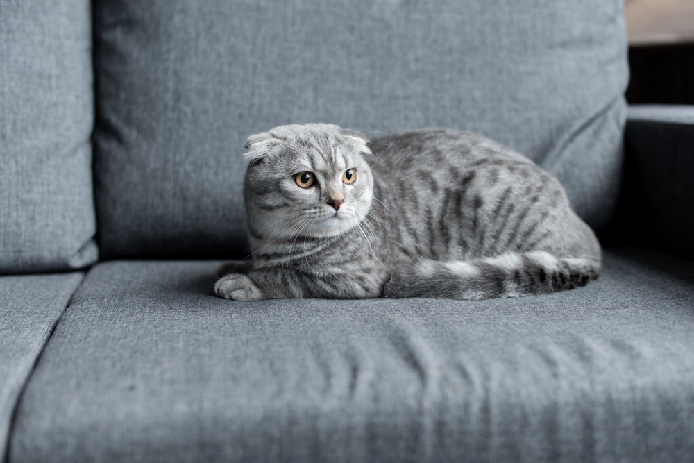 Depositphotos