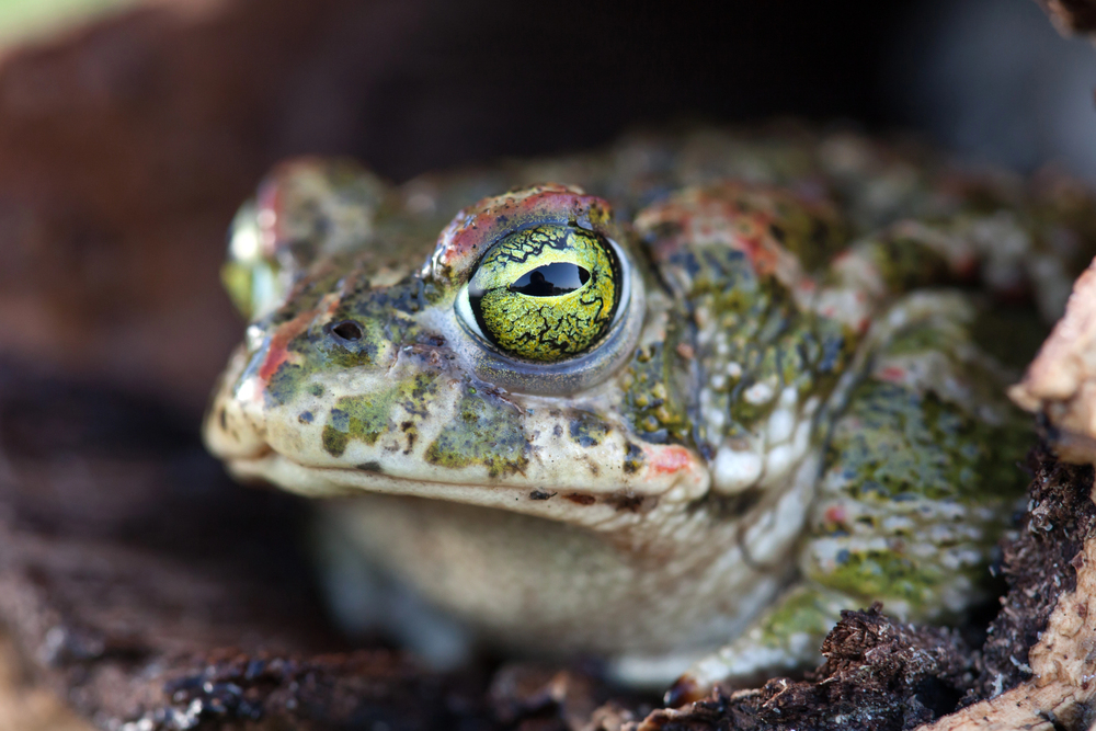 Depositphotos