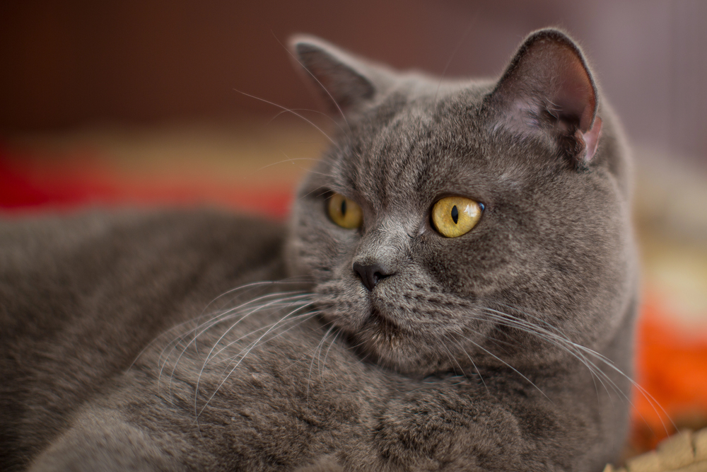 Depositphotos