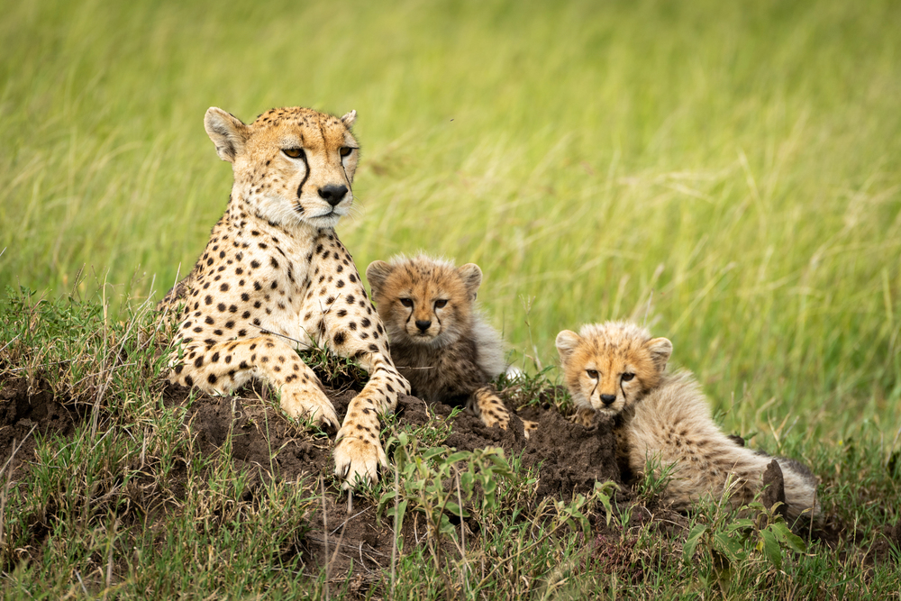 Depositphotos