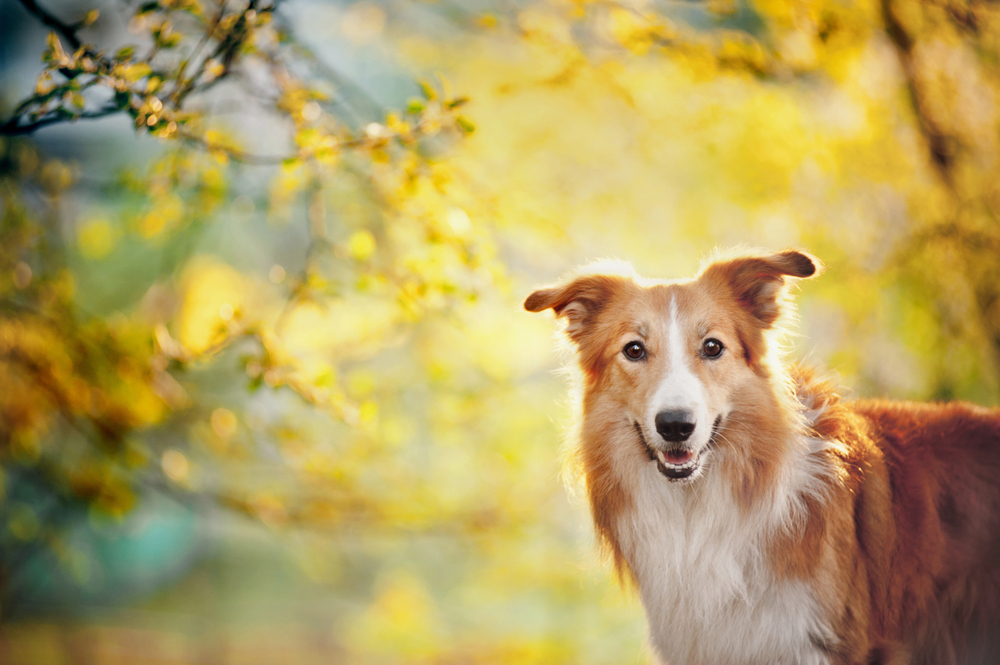 Depositphotos.com