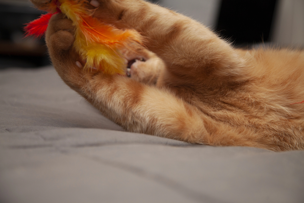 Depositphotos.com