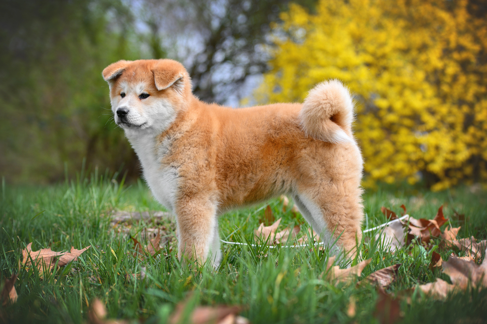 Depositphotos.com
