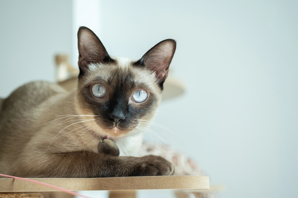 Depositphotos