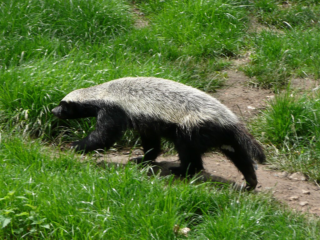 CT Cooper, Public domain, via Wikimedia Commons