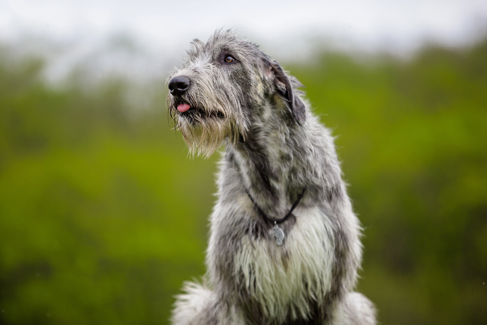 Depositphotos