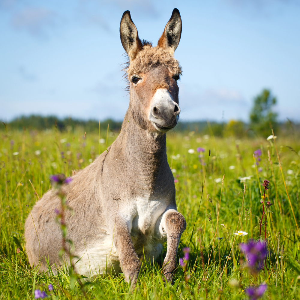 Depositphotos