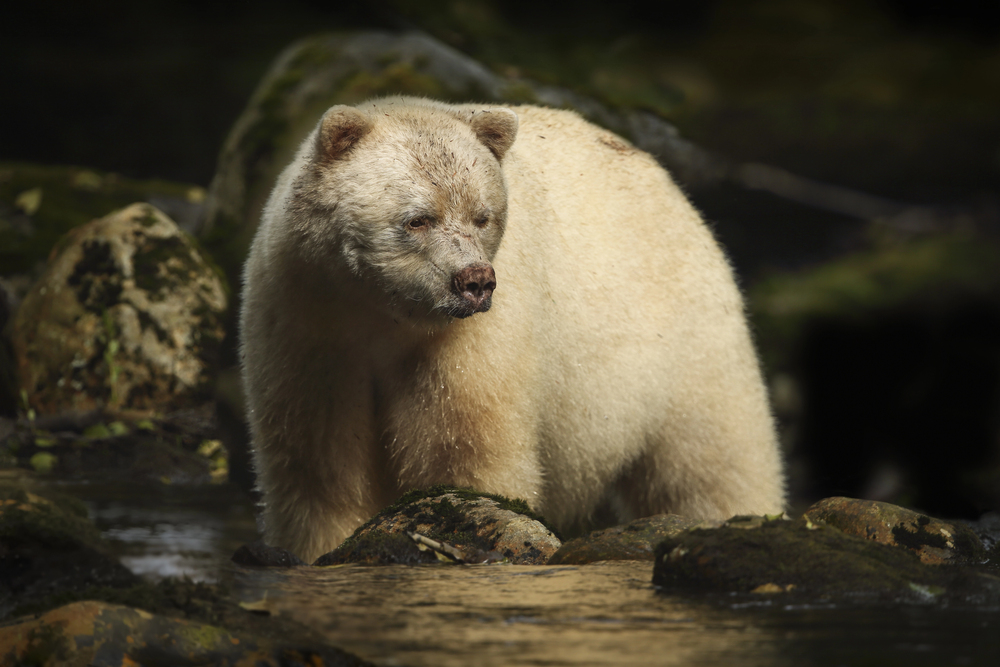 Depositphotos