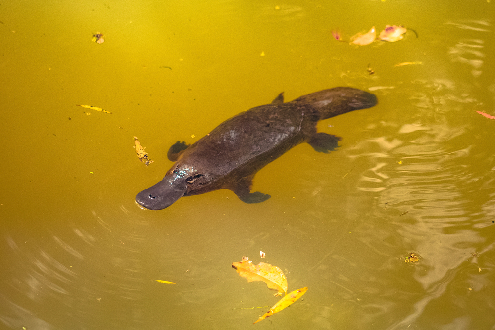 Depositphotos