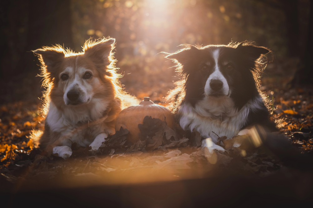 Depositphotos