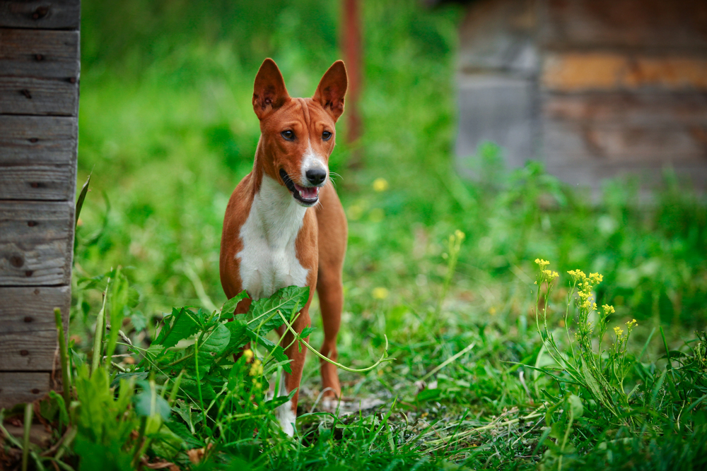 Depositphotos