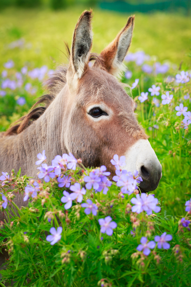 Depositphotos