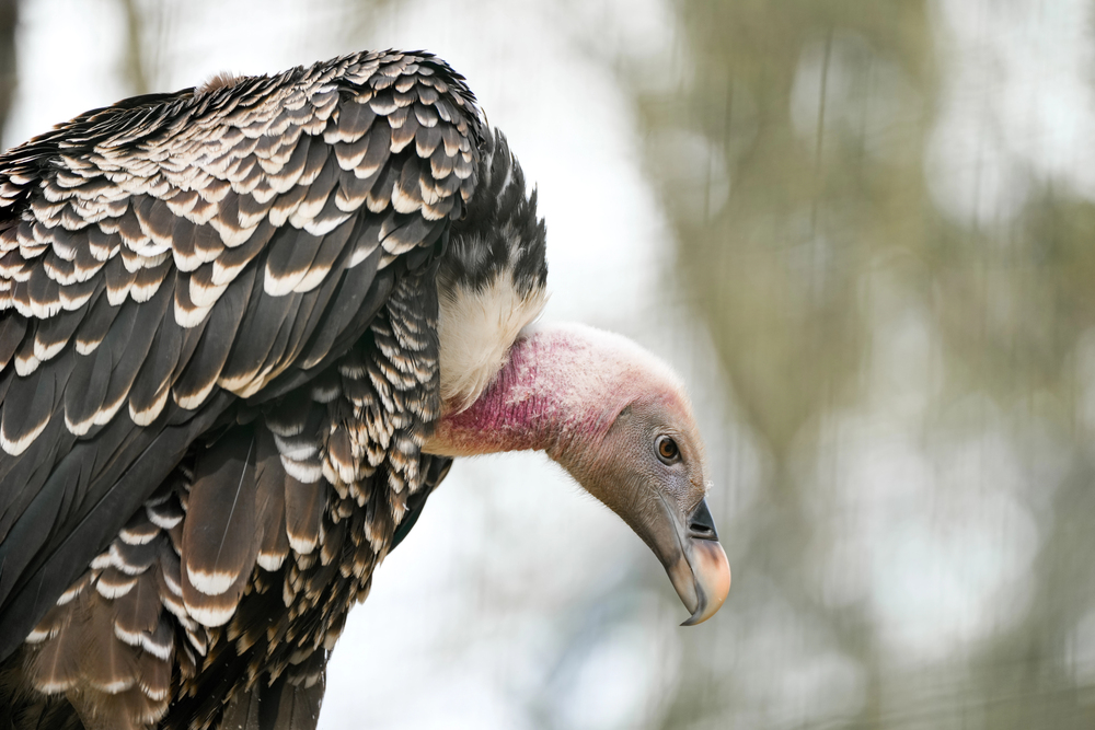 Depositphotos