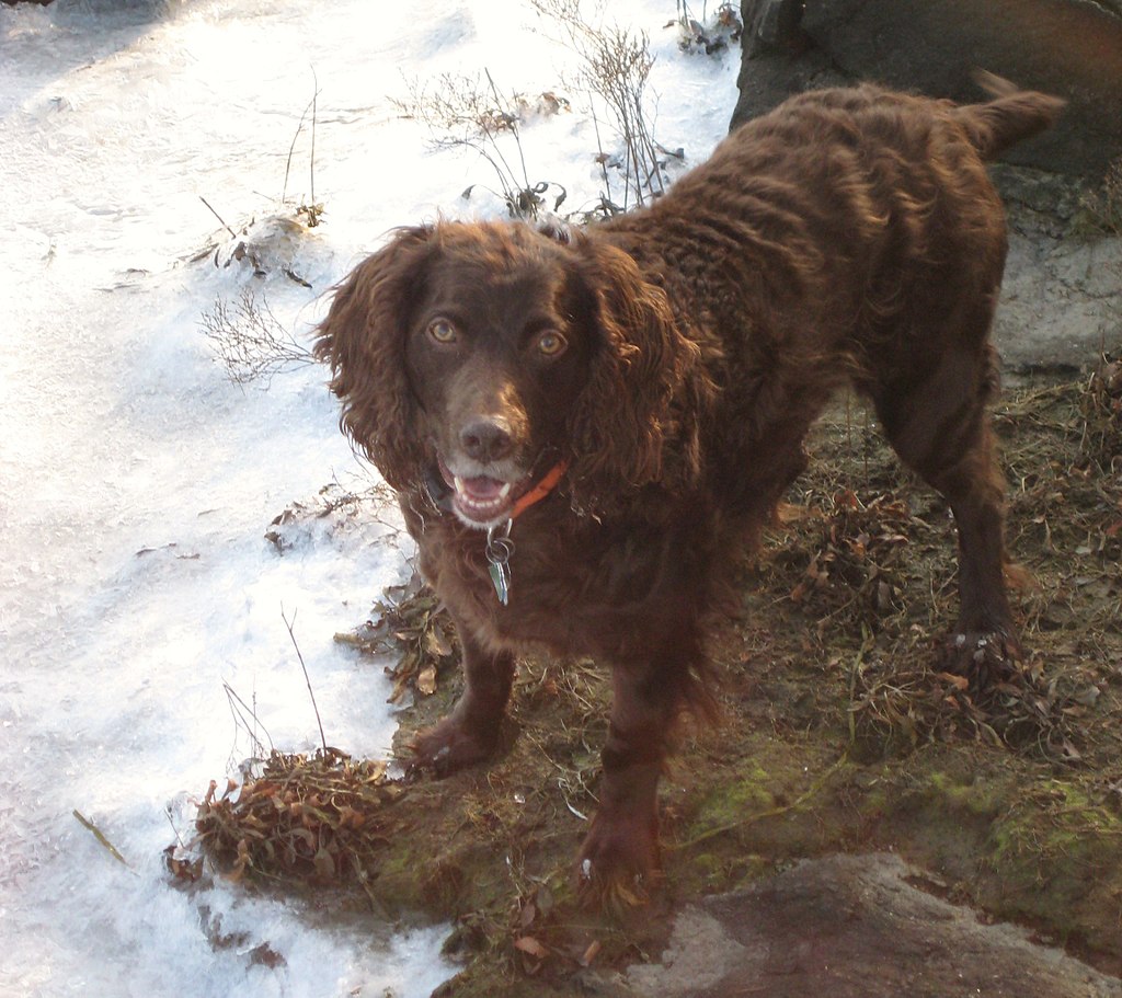 Boykin_Spaniel_Winter.jpg: Sarah and Jasonderivative work: Miyagawa, CC BY-SA 2.0 via Wikimedia Commons