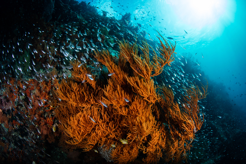 Depositphotos