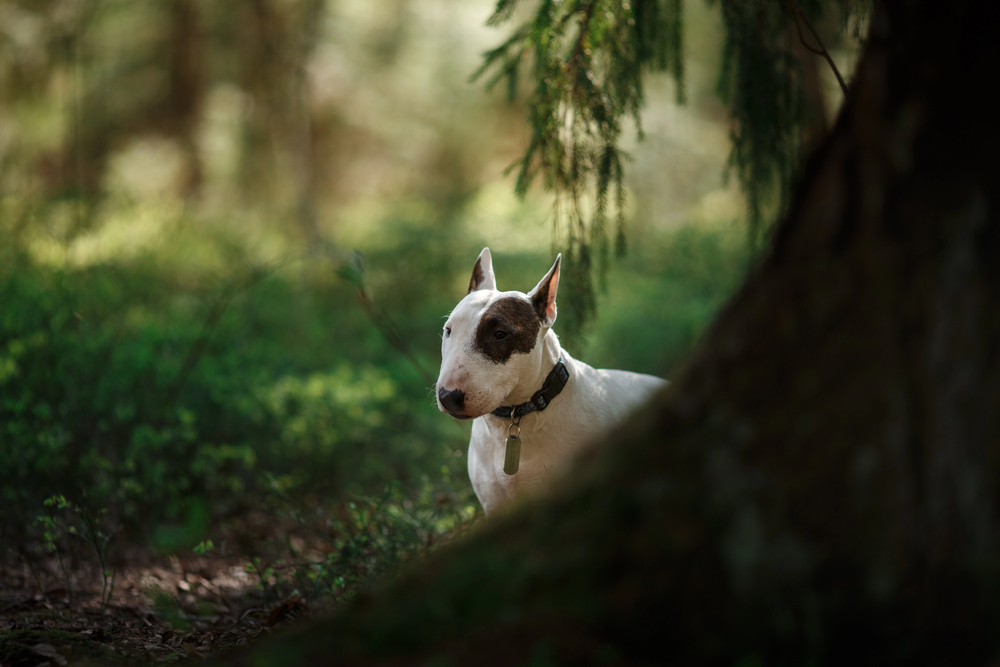 Depositphotos