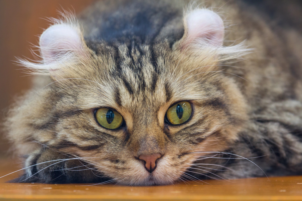 Depositphotos