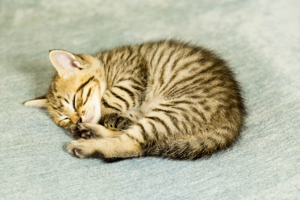 Depositphotos