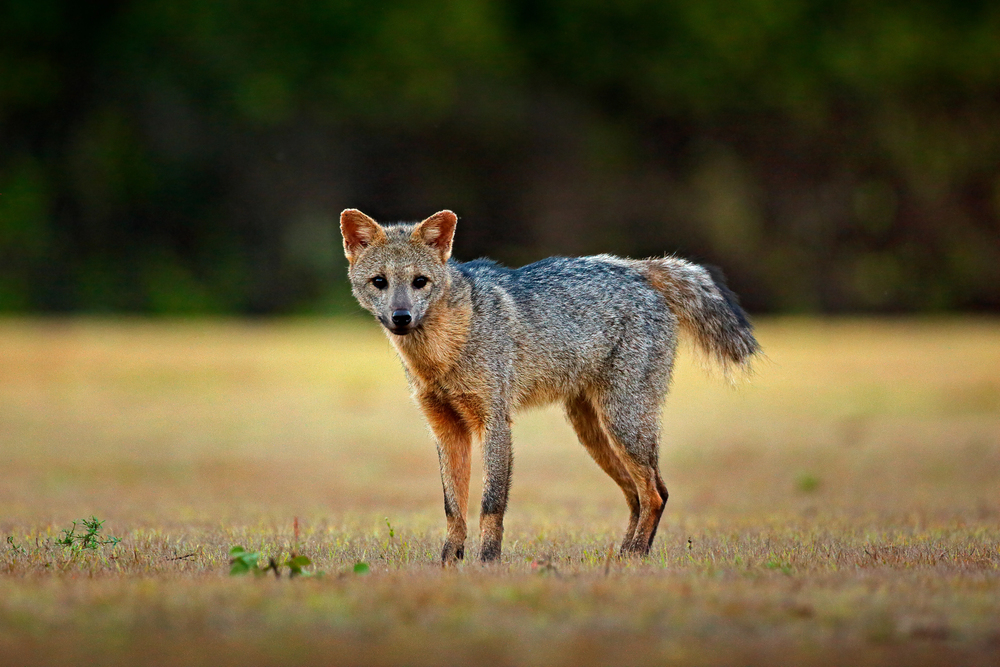 Stock: Depositphotos.com