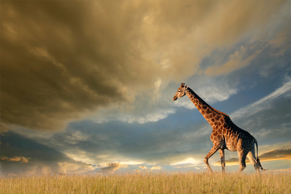 Depositphotos