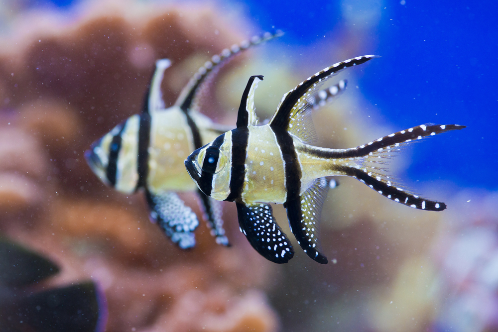 Depositphotos