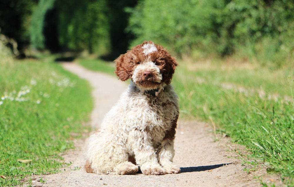 Depositphotos