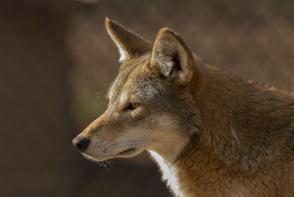 Depositphotos