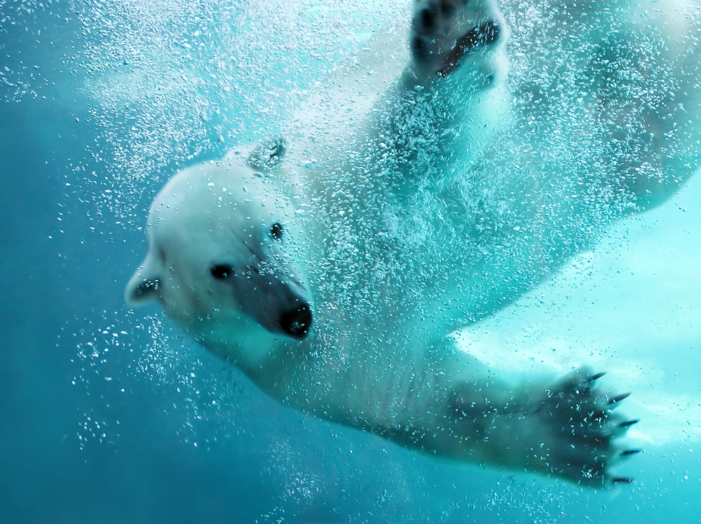 Depositphotos