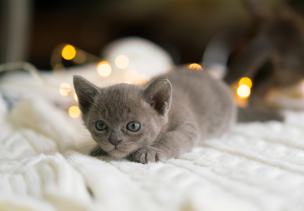 Depositphotos