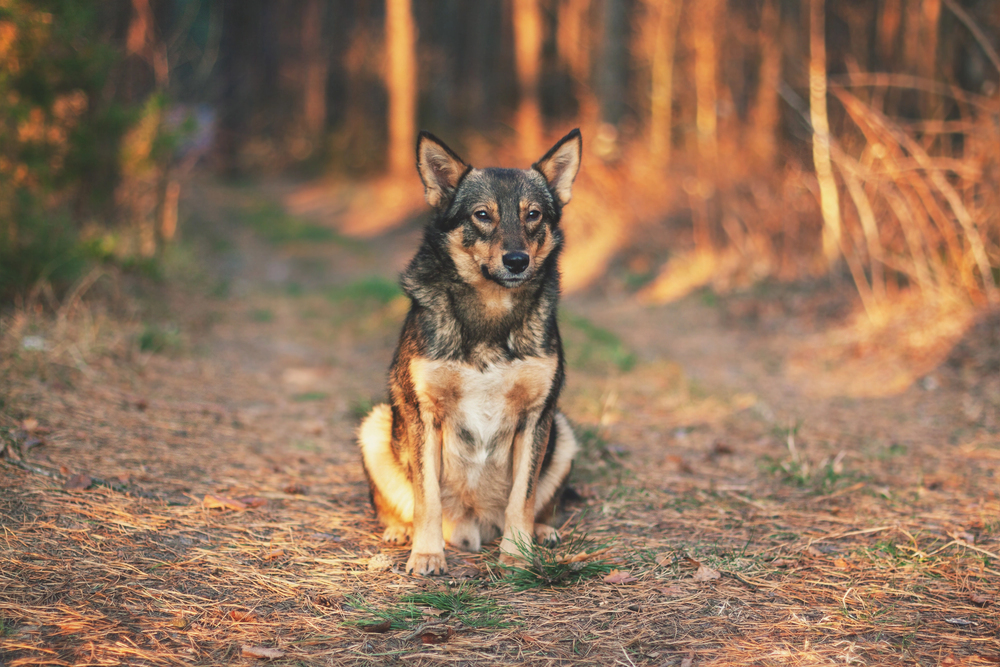 Depositphotos