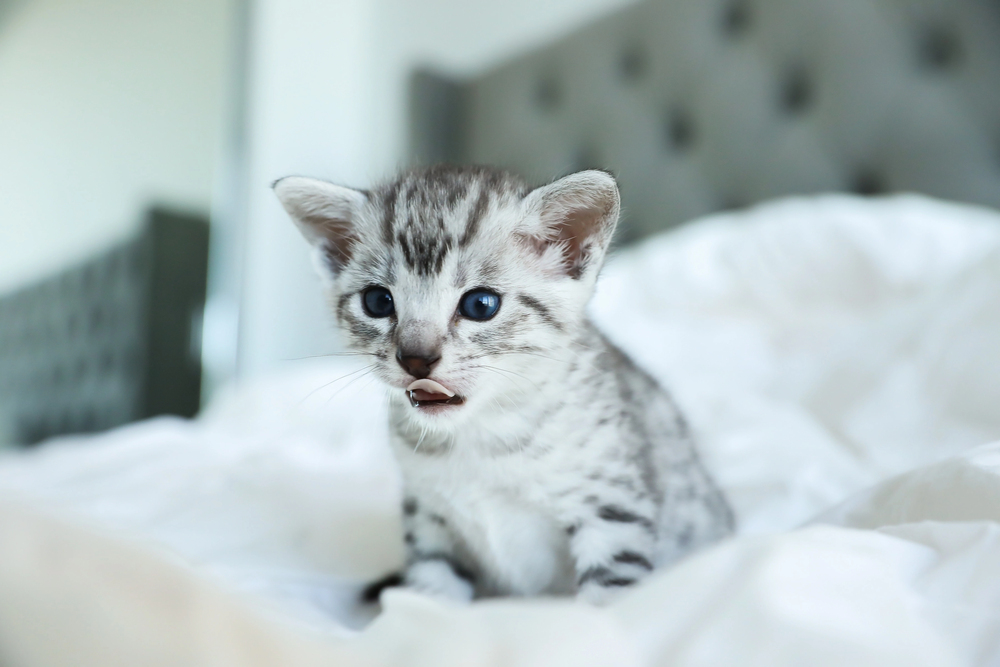 Depositphotos
