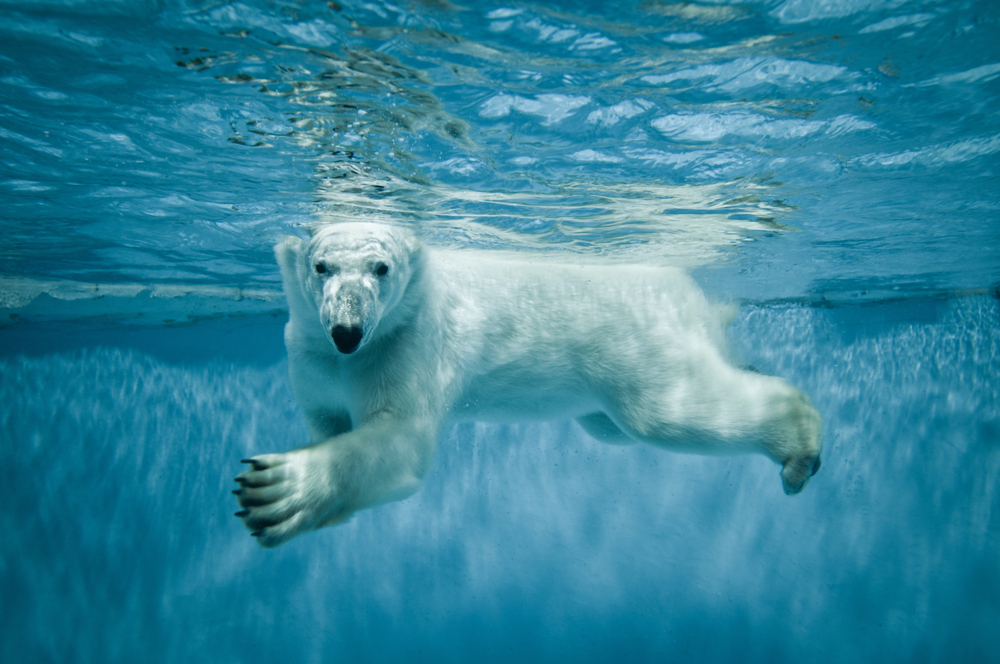 Depositphotos