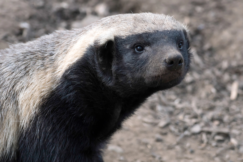 Depositphotos