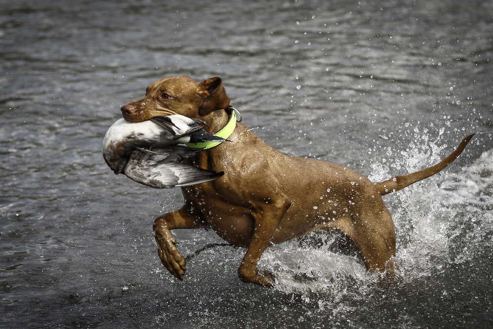 Depositphotos