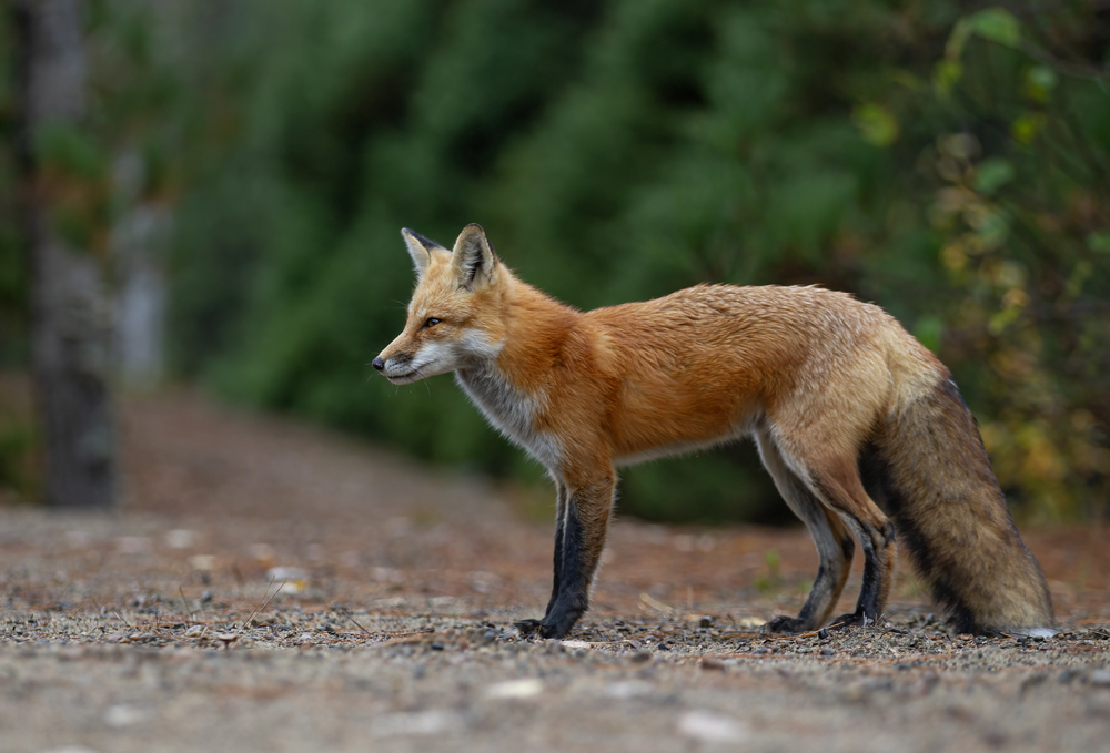 Depositphotos