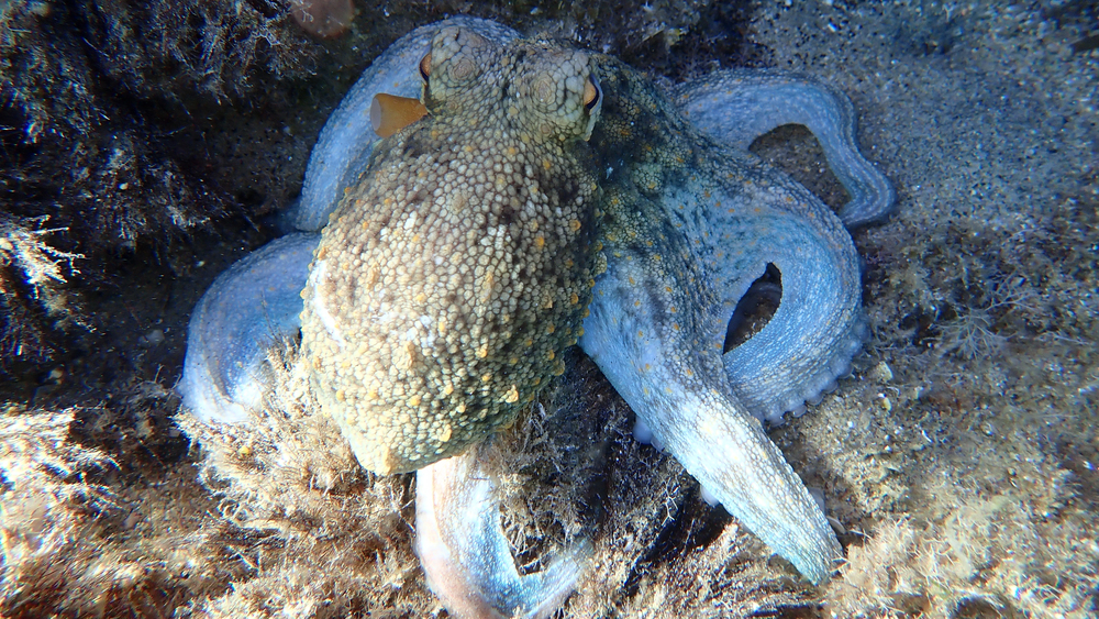Depositphotos.com