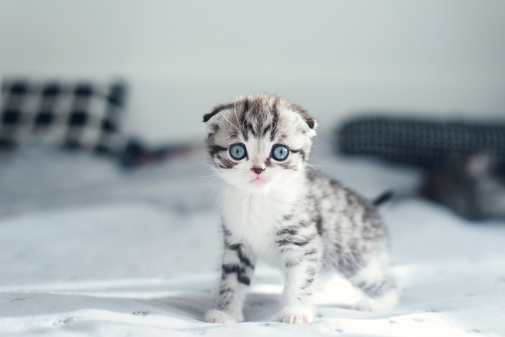 Depositphotos
