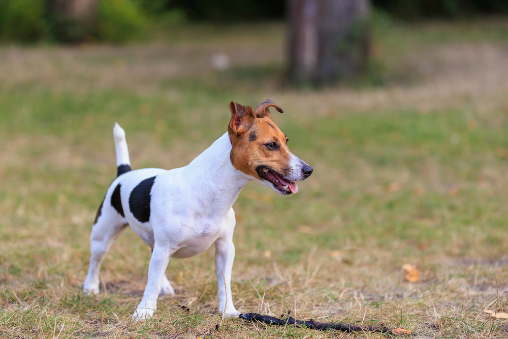 Depositphotos