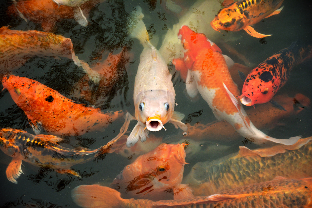 Depositphotos