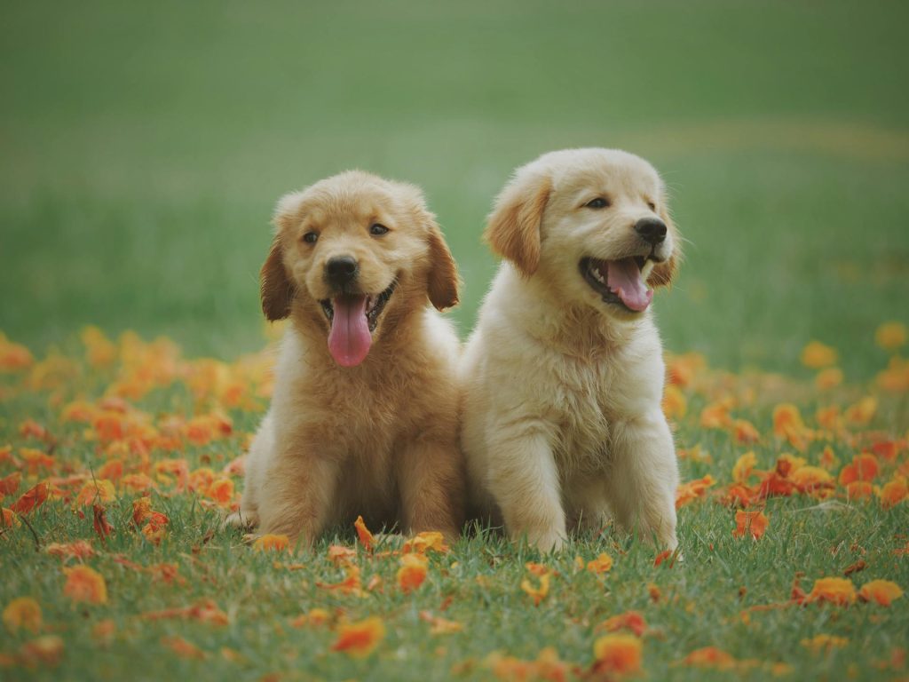 Pexels