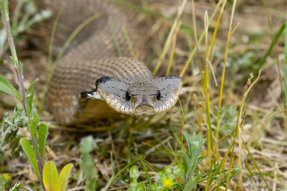 Depositphotos