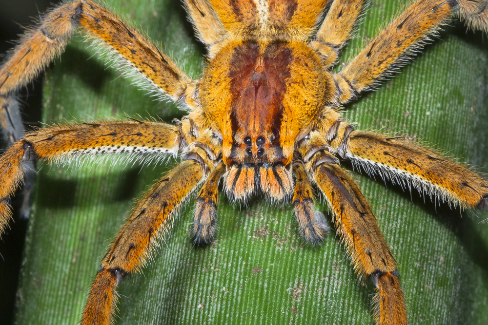Depositphotos