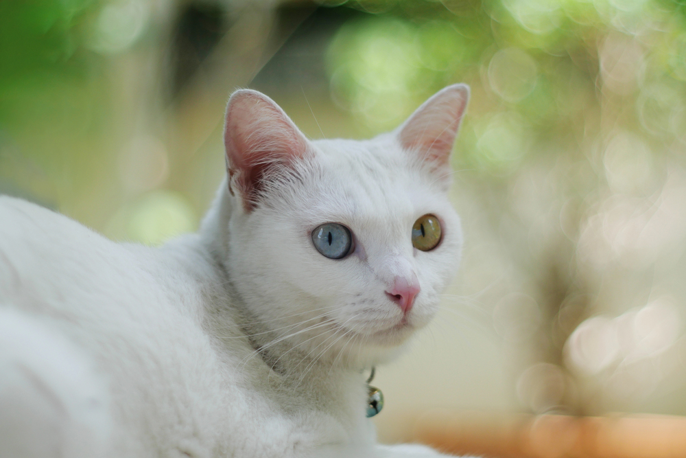 Depositphotos.com