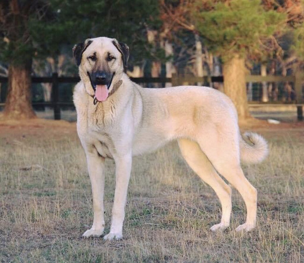 Kangalshepherddog, CC BY-SA 4.0 via Wikimedia Commons