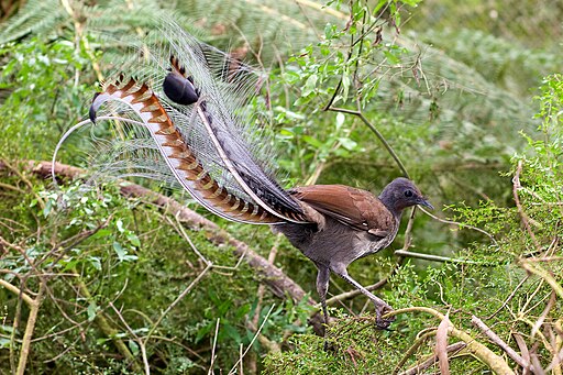 File:Superb_lyrbird_in_scrub.jpg: Fir0002derivative work: Caspian blue, GFDL 1.2 via Wikimedia Commons