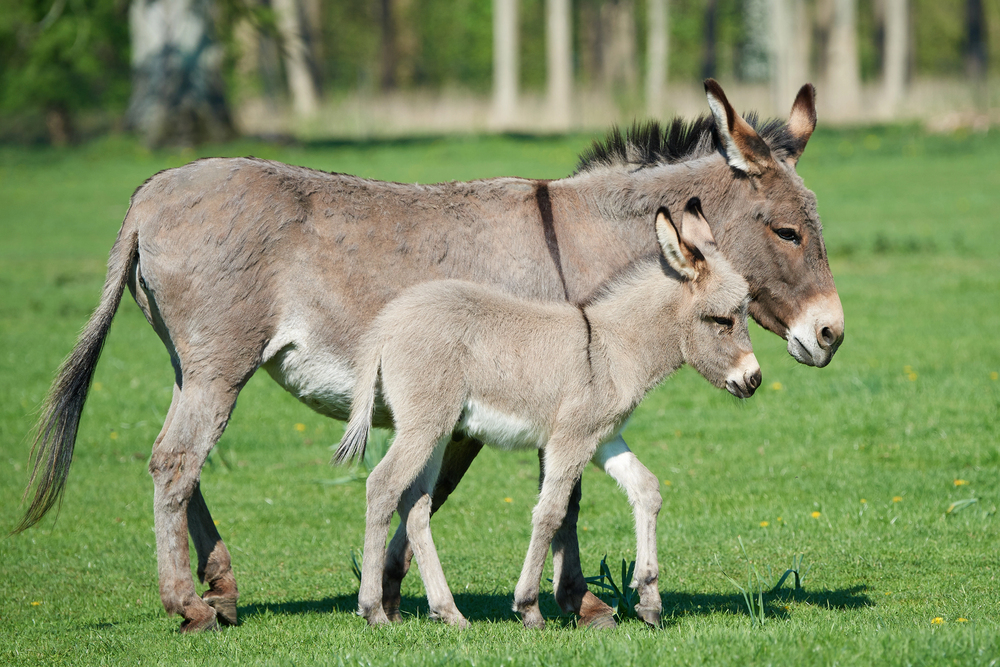 Depositphotos