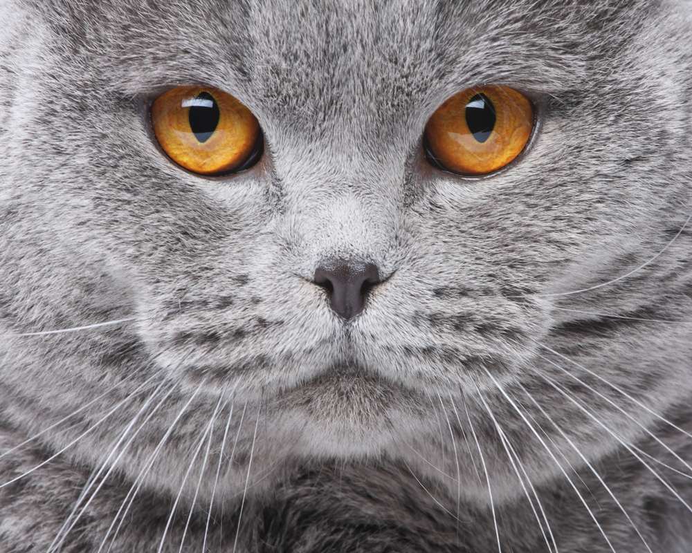 Depositphotos
