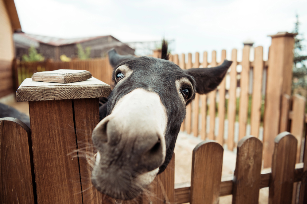 Depositphotos
