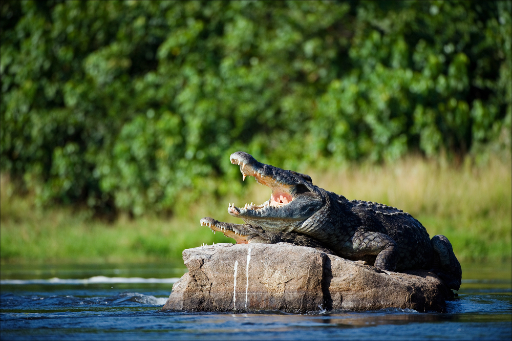 Depositphotos