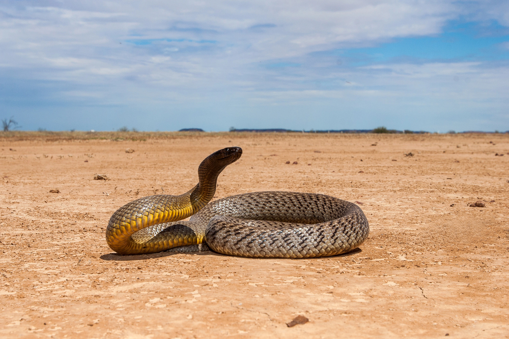 Depositphotos
